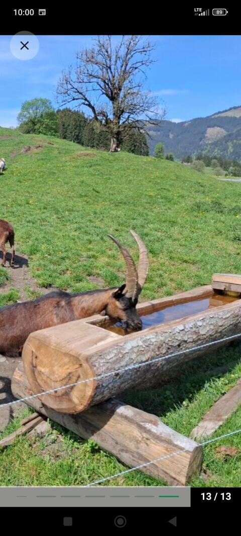 Suche Aosta-Ziege