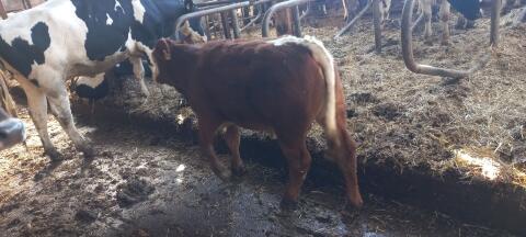 Bulle, Absetzer, Fresser, Pinzgau x Fleckvieh