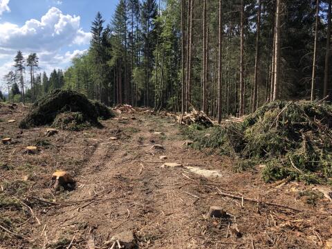 Wald gesucht