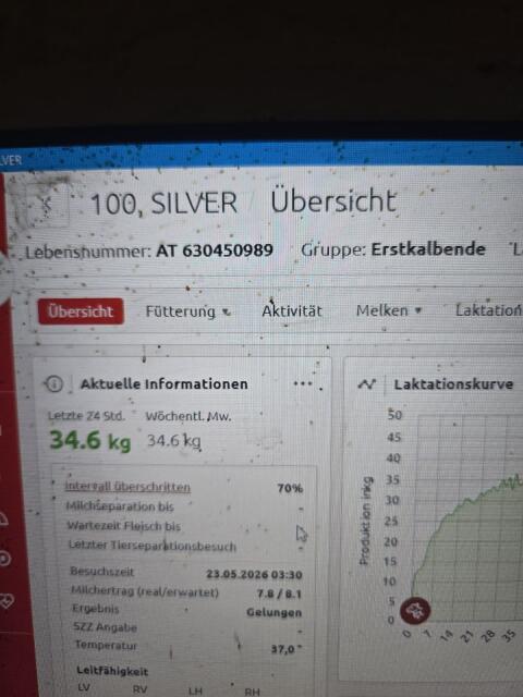 Jungkühe