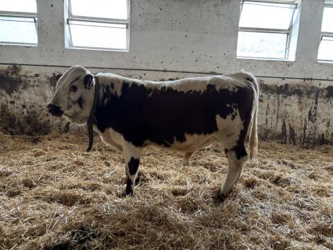 Pustertaler Stier