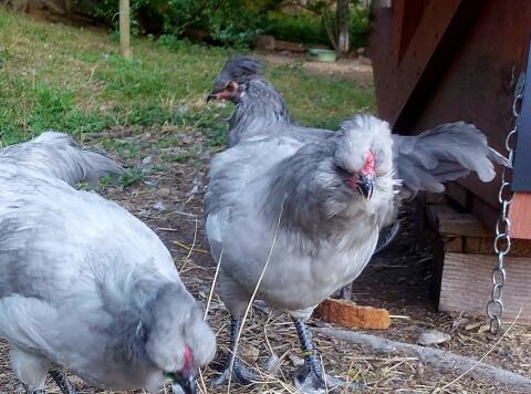 Lavender Araucana Bruteier