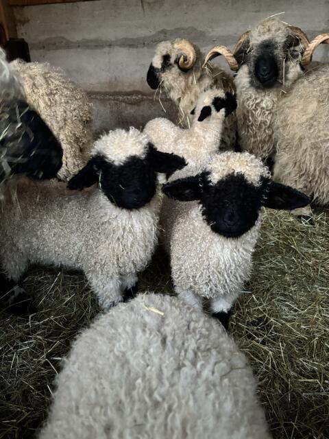 Walliser Bocklämmer und Bock