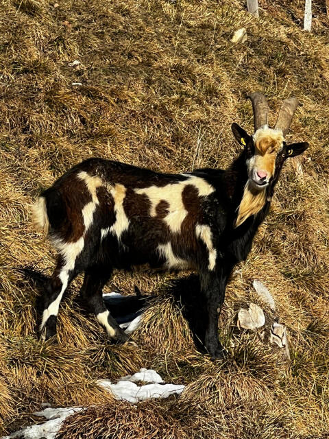 Tauernschecken-Bock mit super Abstammung und HB