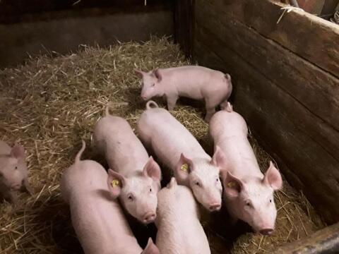 Mastschweine