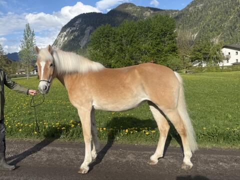 Tiroler Haflinger Stute