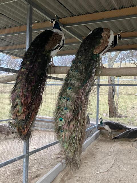 Pfau verkaufen