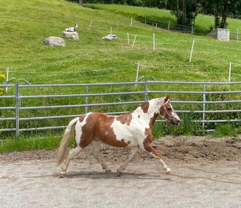 Ponystute