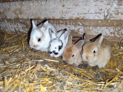 Kaninchen in verschiedenen Farbschlägen
