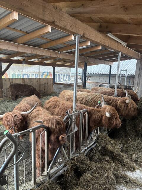 Stier Ralph