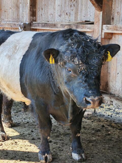 Galloway Belted Stier