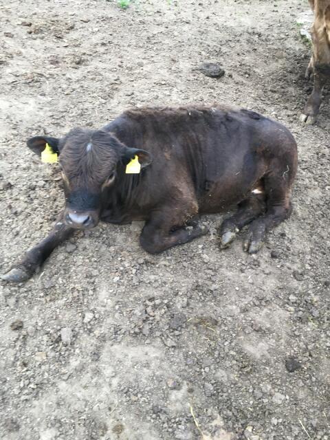Galloway/Limousin Ochse