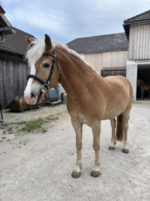 3-jähriger Haflinger-Wallach