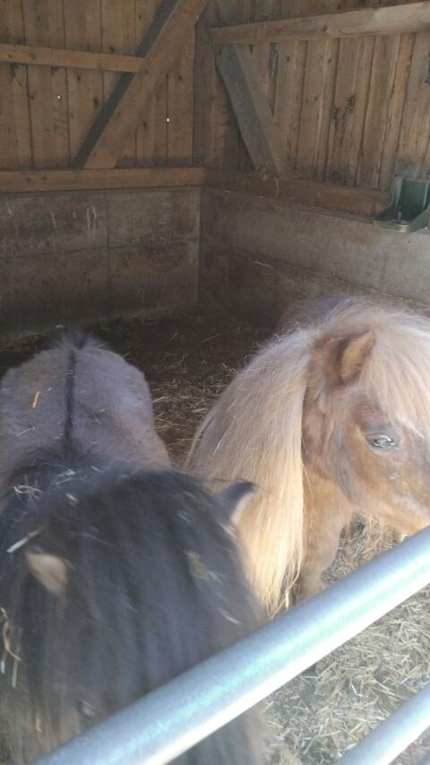 Ponys