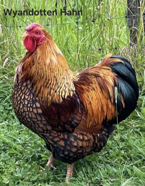 Rassegeflügel, Geflügel, Hähne, Hühner, Hahn, Huhn, Wyandotten Hahn