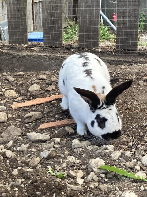 Hase, männlich