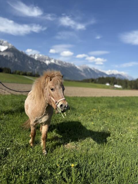 Verkaufe Ponystute
