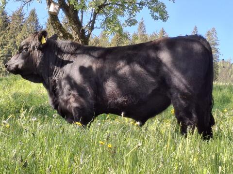 Angus-Stier