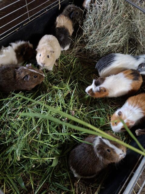 Meerschweinchen