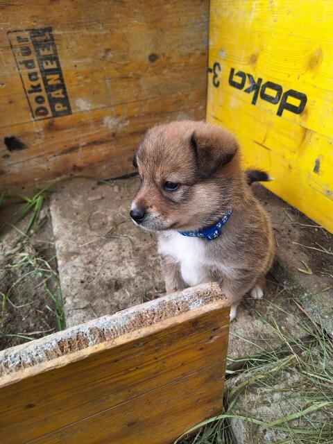 Bergspitz x Finnischer Spitz