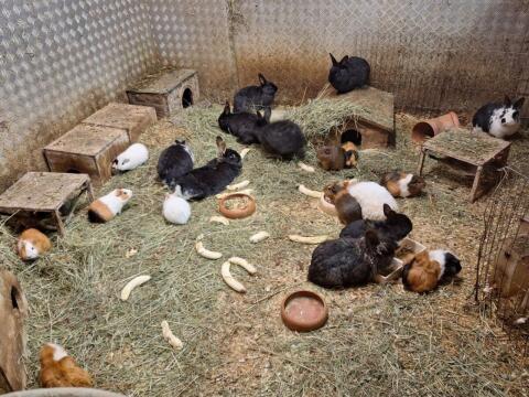 Junge Meerschweinchen abzugeben