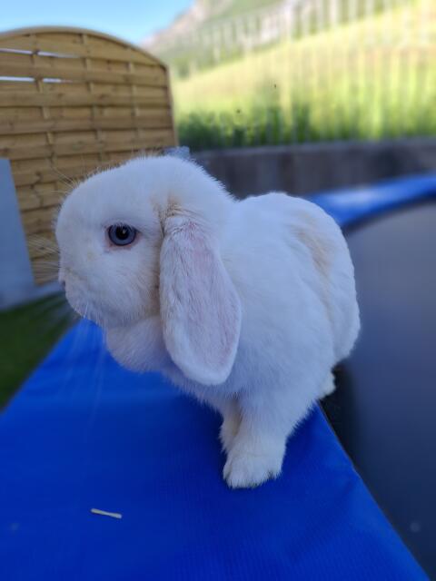 Kleine Kaninchen (Mini Lop)