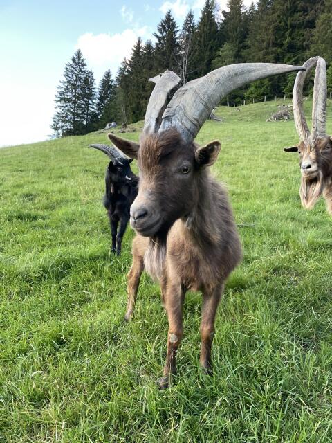 Valetta bock 2jahre