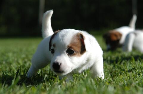 Jack Russell Terrier Welpen FCI/ÖKV Zucht