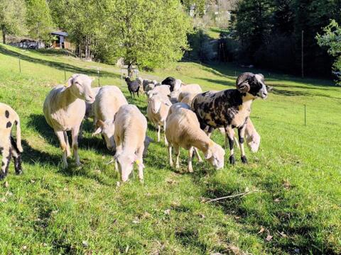 Waldschafe, Herdebuch und Bio