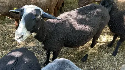 Mutterschafe und Lämmer, trächtig