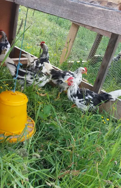 Junge Hähne Leghorn Exchequer Hahn