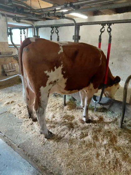 Bio Fleckvieh Milchkuh