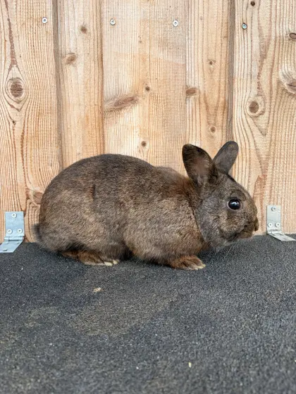 Zwergkaninchen