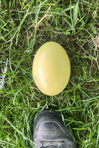 Nandu-Ei, Eier