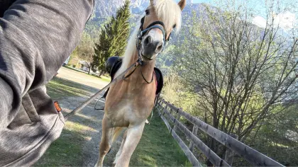 Haflinger