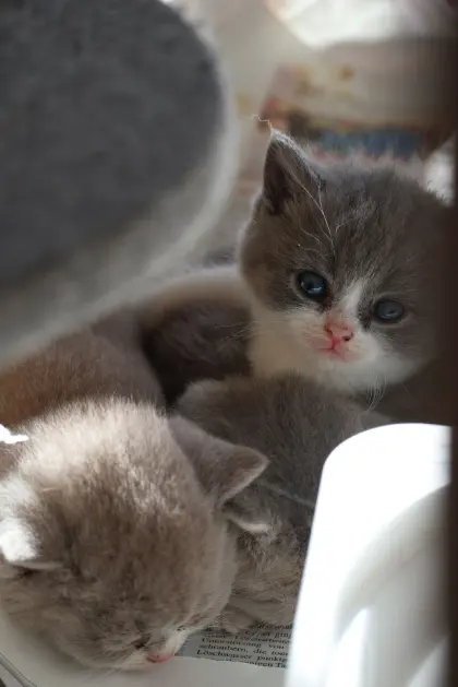 Katzenbabys, Kitten