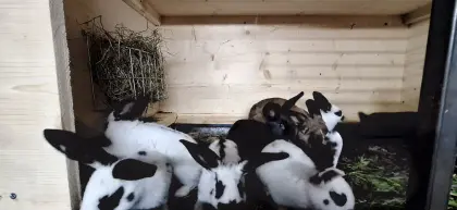 Kaninchen