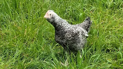 Küken, Hähne, Grünleger, Cream Legbar Mixe