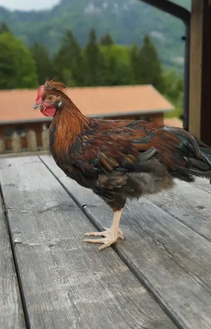 Altsteirer Hahn