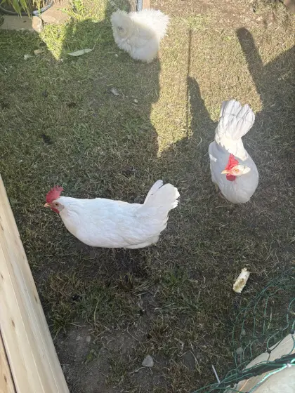 Junge legereife Leghorn Hennen zu vergeben