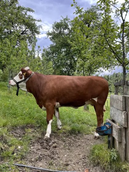 FV Kalbin trächtig