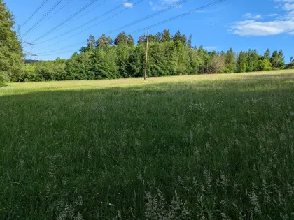 Wiese zum Mähen