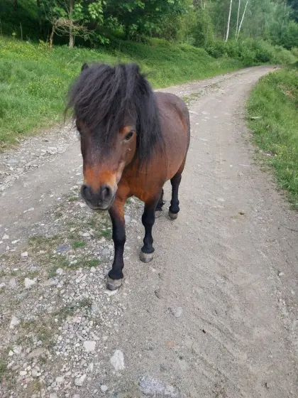 Mini-Ponyhengst
