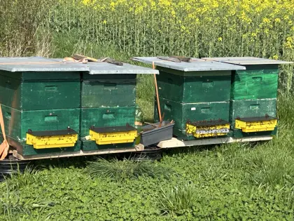 Bienen