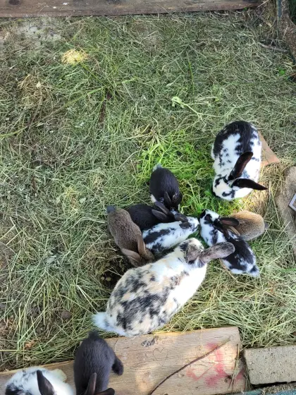 Kaninchen