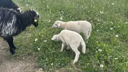 Lämmer