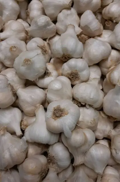 Knoblauch
