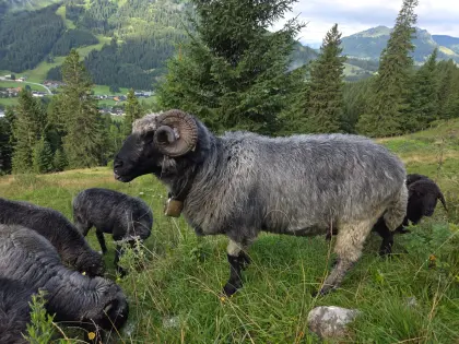Tiroler Steinschaf