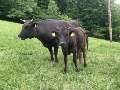 Bio Wagyu Kuh mit Kalb
