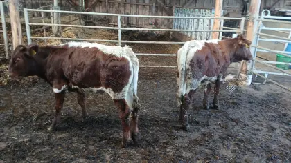 2 Bio-Ochsen, weidetauglich